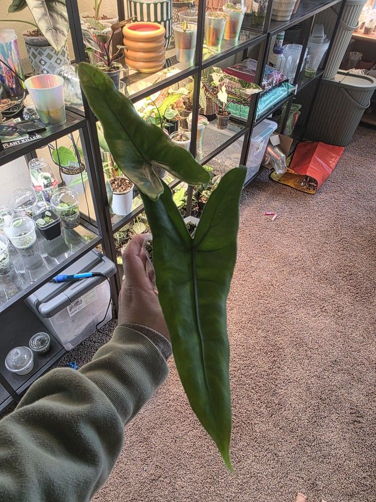 Rare and Uncommon Alocasia