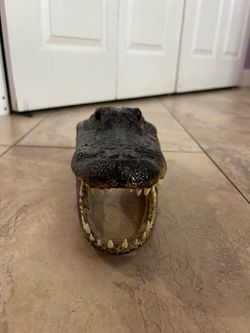 12” Real American Alligator Preserved Head