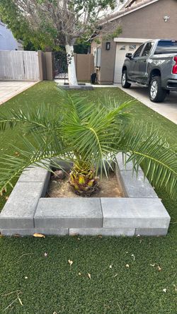 Pineapple palm