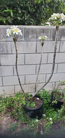 5ft White Fragrance Plumeria Tree