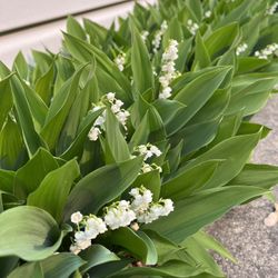 Lily Of The Valley Plant - Perennial 