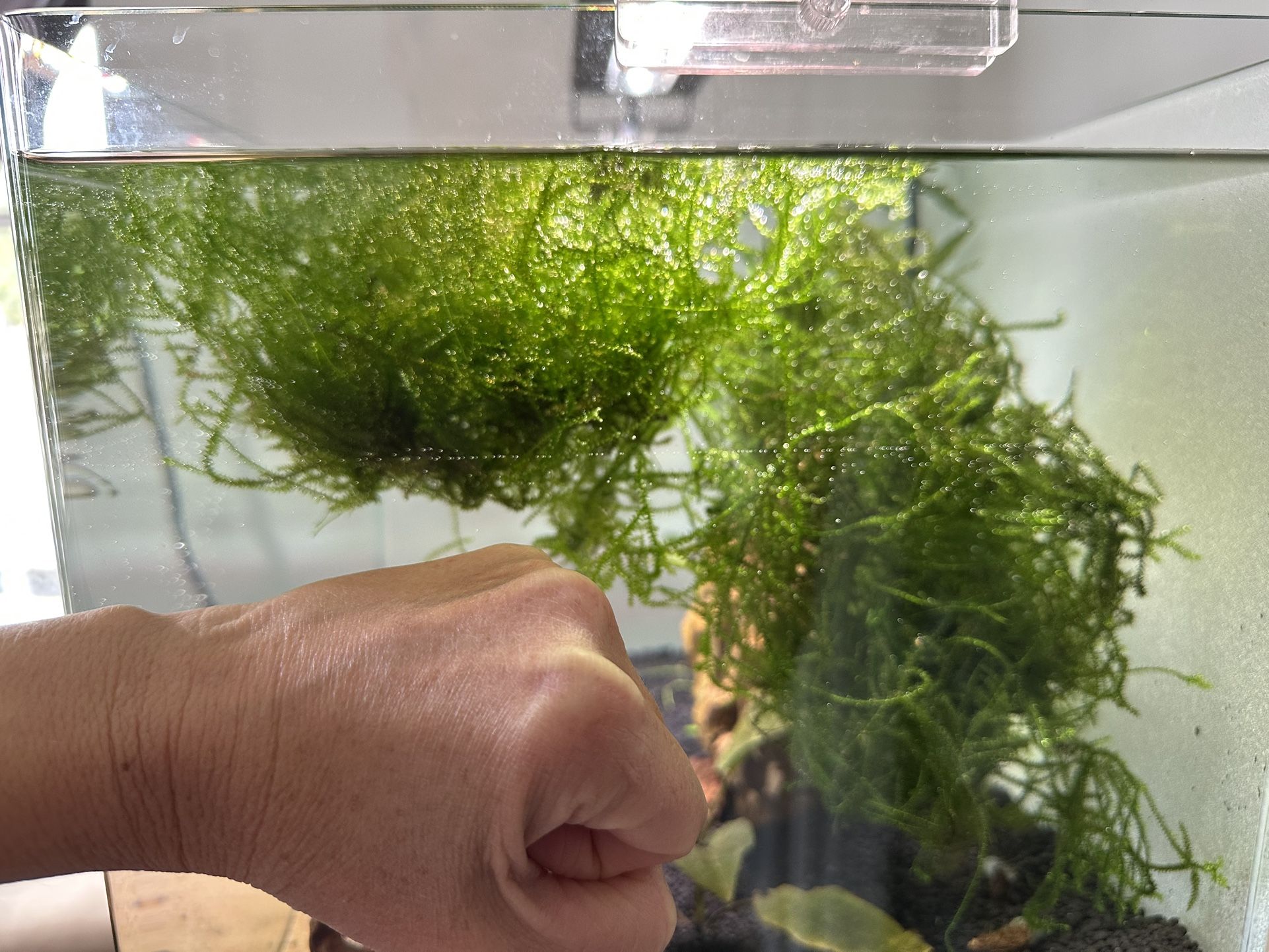 Snail free aquatic moss for aquarium