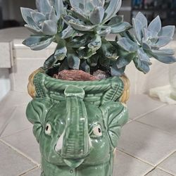 Mother Of Pearl Plant On Jade Elphant Vase