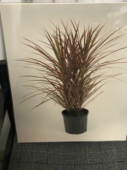 Plant Photographs Professionally Taken Pictures Framed