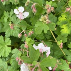 Hardy Geranium- Biokovo 
