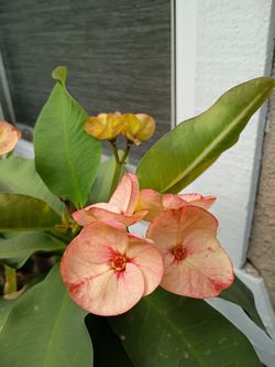 Euphorbia Milii plant- Corona dé Cristo- Michelle