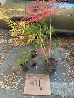 Free plants