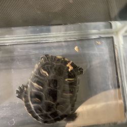 Turtle For Sale 