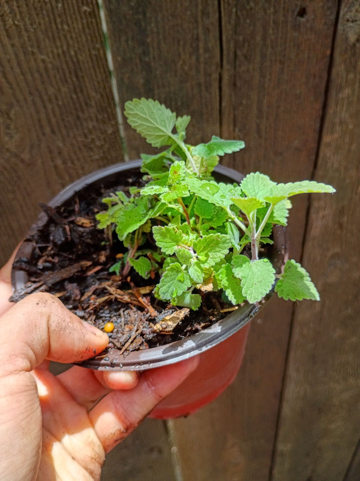 Catnip