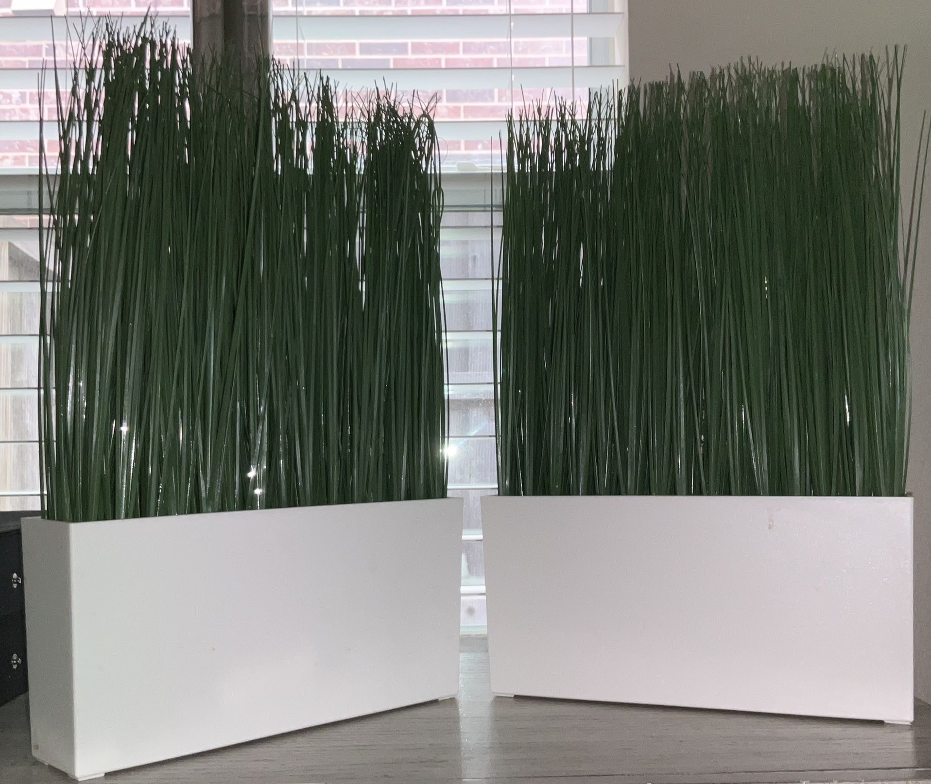 2 Grass Plants