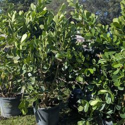Huge Clusias Over 6 Feet Tall Instant Privacy Hedge For Fence