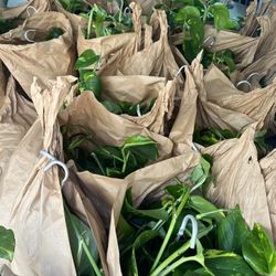 Plants Plants Plants 