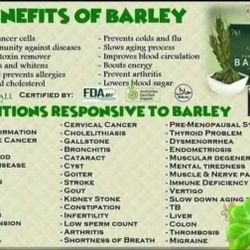 Amazing Pure Organic Barley