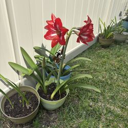Amaryllis lilies 