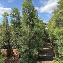 Fern Pine Privacy Hedge