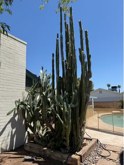Fresh Cactus Cuttings – Mexican Fence Post, Peruvian Apple, Prickly Pear & Columnar Cactus