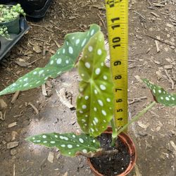 Exotic houseplant/rare***4” pot begonia polka dot plant, now$15each/reg.$20each 95820