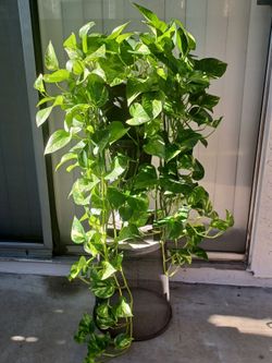 Pothos Plant