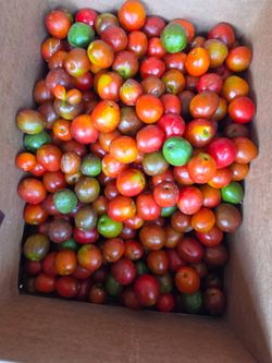 Ciruela Fruta