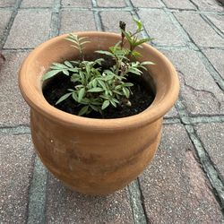 Peruvian Mint Huacatay Menta Peruano 🇵🇪 