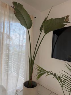 8 foot bird of paradise