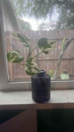 Pothos starter plants