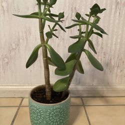 Jade Plant - Succulent, 6 Years Old