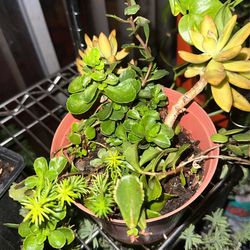 Small Assorted Succulents