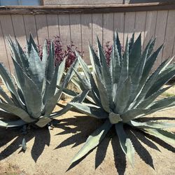 Cactus And Agave Plants 
