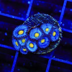 tsa aoi zoanthids frag