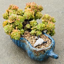 Succulents plants 🪴 （Echeveria 'Rolly'）