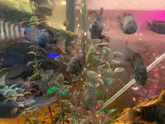 Free fish