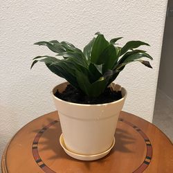 Dracaena In Easy Pot