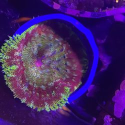 Fake Coral 