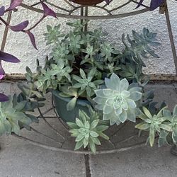 Graptosedum Succulent