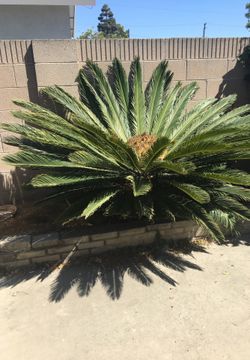 Sago Palm ( cycas revolution )