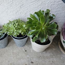 Small Pot Plant, $3