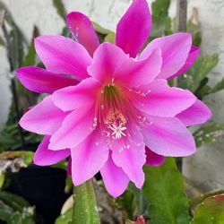 Epiphyllum Orchid Cactus Plants Cuttings 