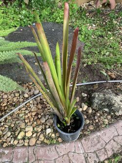 Candle Stick Bromeliad Plant