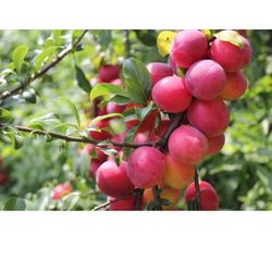 Burbank Plum Starter Plant 