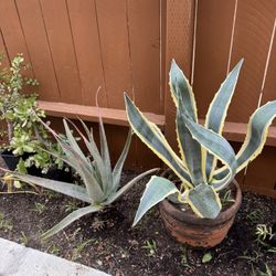 Succulents Plants Variegated Agave 