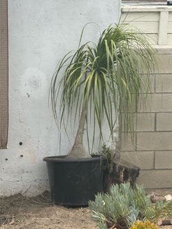 Elephant foot plant
