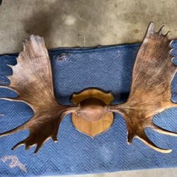 Canadian Moose Rack Antlets, Mounted