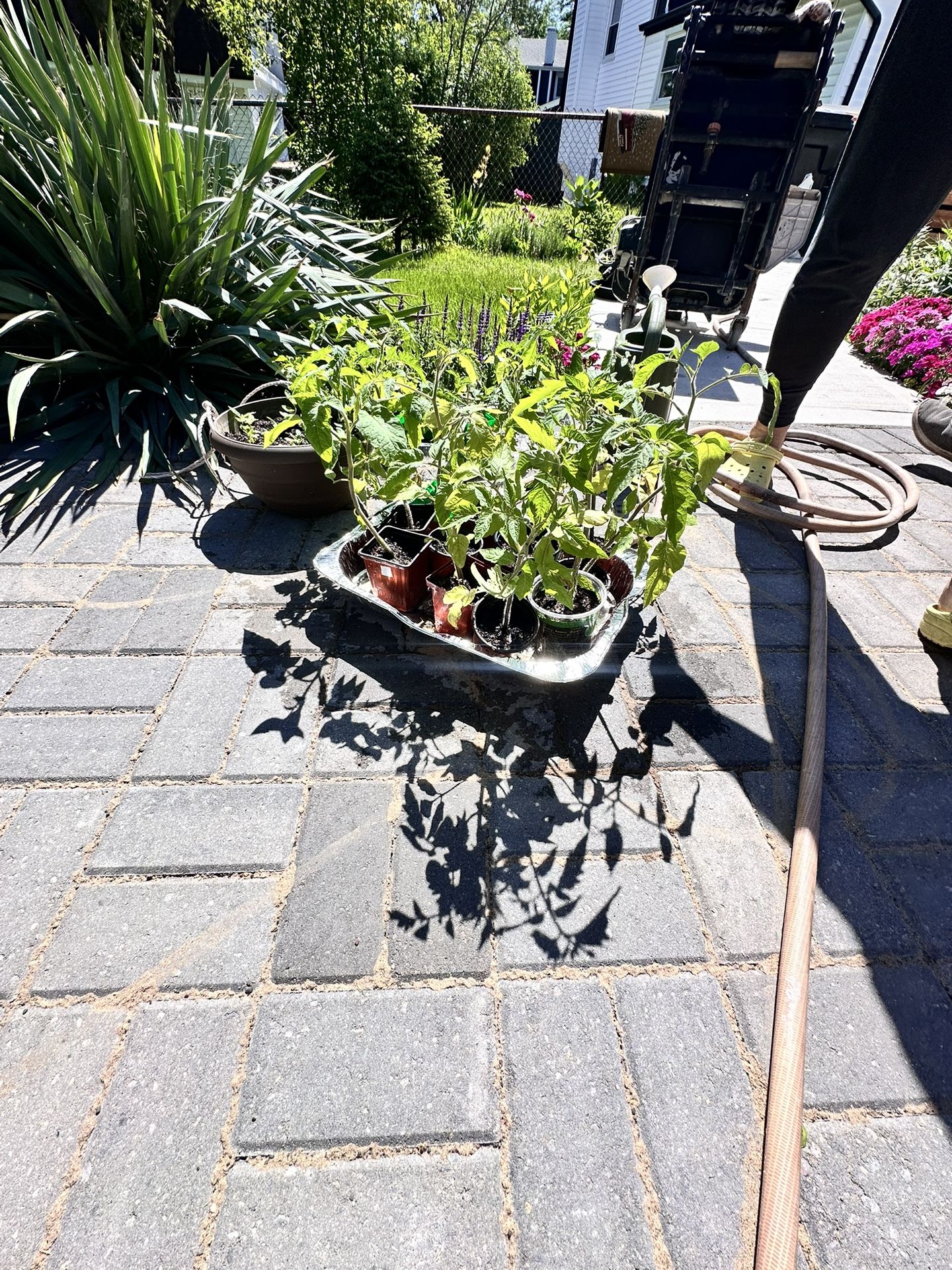15 Organic Growing Tomato’s