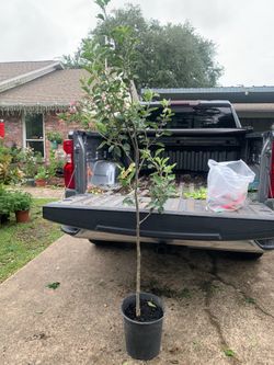 Yellow delicious apple tree