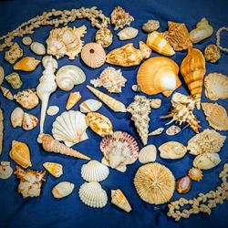 Extraordinary Seashell Collection 