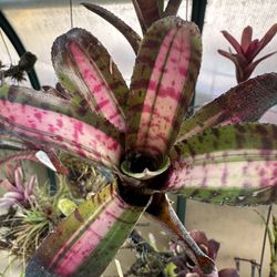 Bromeliads, Tillandsia, Orchids, Carnivorous Plants,  Etc Starting At $5