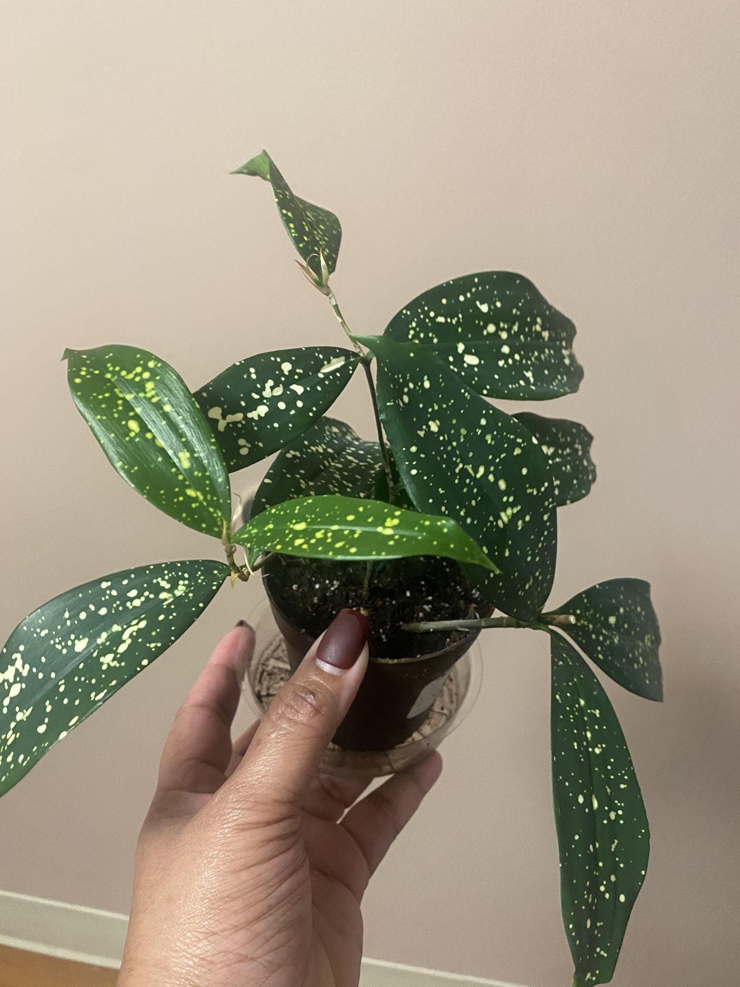 Dracaena Godseffiana Florida beauty plant