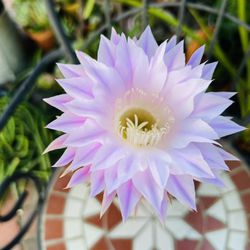 Nice Blooming Cactus 6” Pot