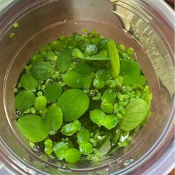 Floater Plants Big And Small